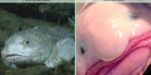 Pez borrón o pez gota