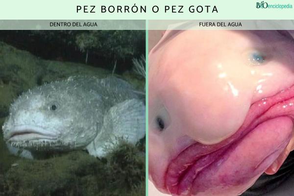 Pez borrón o pez gota