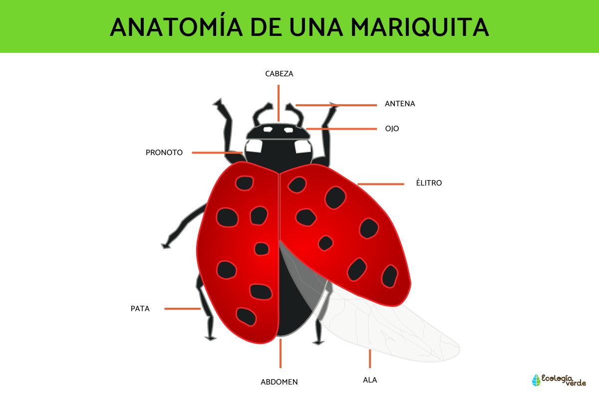 Partes de la mariquita