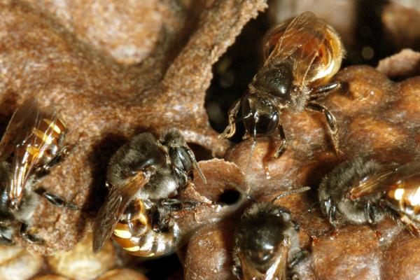 Abeja melipona - Características de la abeja melipona