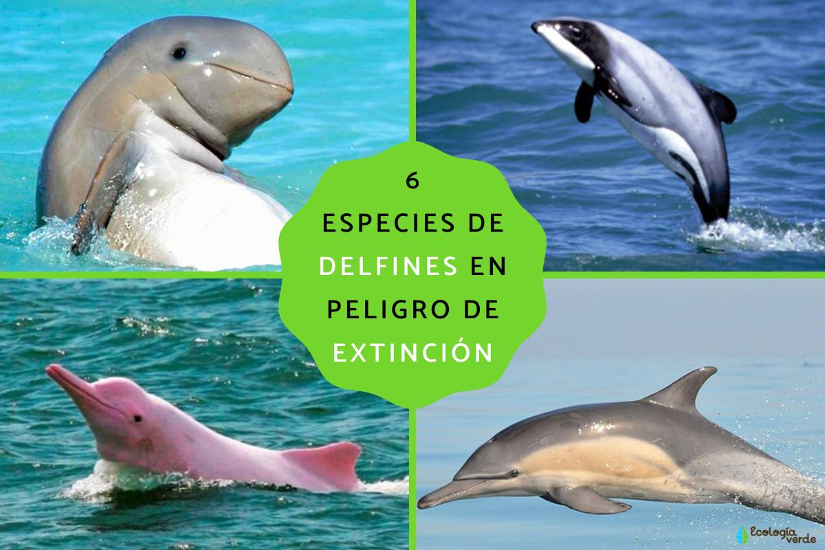 Delfines en peligro de extinción