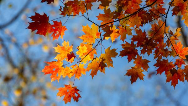 Las plantas ya saben que el verano ha terminado: así detectan la llegada del otoño - Las plantas no miran el calendario: detectan que los días empiezan a ser más cortos