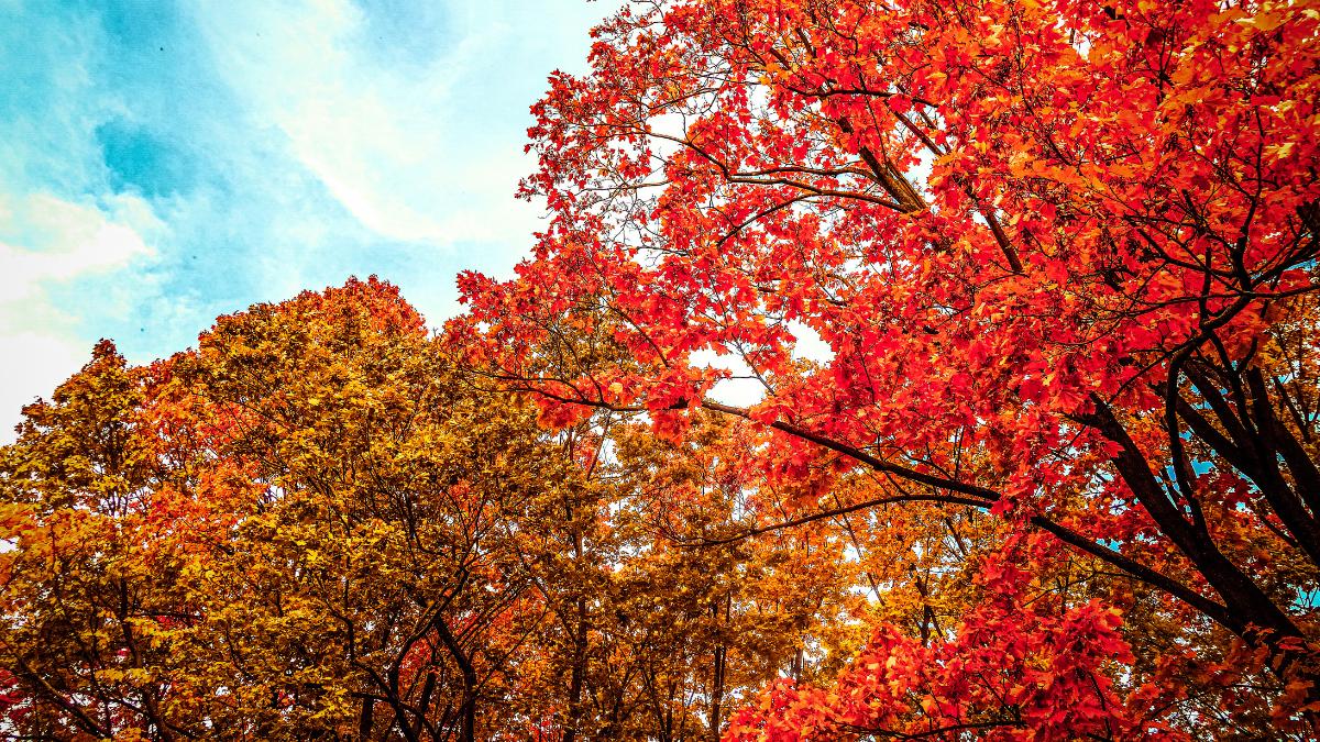 Las plantas ya saben que el verano ha terminado: así detectan la llegada del otoño