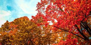 Las plantas ya saben que el verano ha terminado: así detectan la llegada del otoño