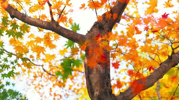 Las plantas ya saben que el verano ha terminado: así detectan la llegada del otoño - Por esta razón las hojas cambian de color antes de caer