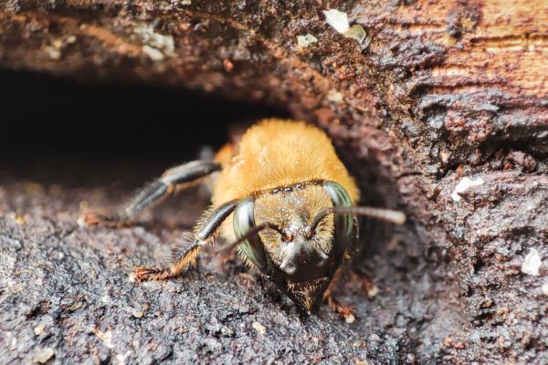 Abeja melipona - Reproducción de la abeja melipona