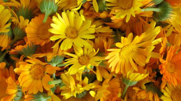 Las 5 flores amarillas que puedes plantar en octubre para llenar de color el jardín en otoño - Caléndula amarilla: una opción medicinal para el jardín de otoño