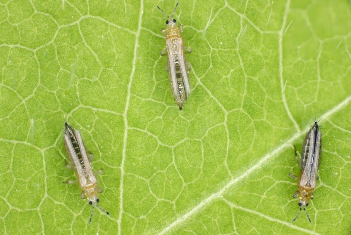 Cómo eliminar trips de las plantas