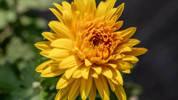 Las 5 flores amarillas que puedes plantar en octubre para llenar de color el jardín en otoño - Crisantemo amarillo: una de las flores más representativas del otoño