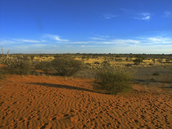 Los desiertos más grandes del mundo - Desierto de Kalahari