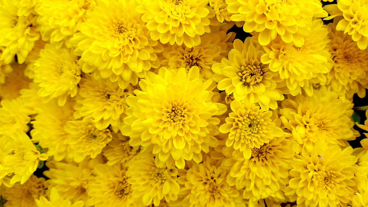 Las 5 flores amarillas que puedes plantar en octubre para llenar de color el jardín en otoño