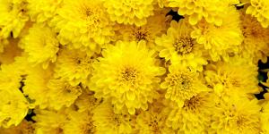 Las 5 flores amarillas que puedes plantar en octubre para llenar de color el jardín en otoño