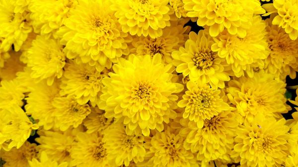 Las 5 flores amarillas que puedes plantar en octubre para llenar de color el jardín en otoño