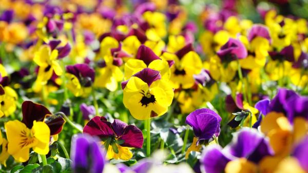 Las 5 flores amarillas que puedes plantar en octubre para llenar de color el jardín en otoño - Pensamiento amarillo: una flor resistente al frío