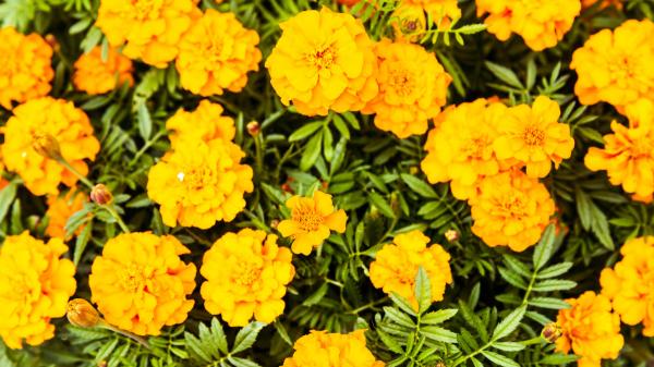 Las 5 flores amarillas que puedes plantar en octubre para llenar de color el jardín en otoño - Tagetes amarillos: flores de colores intensos para el jardín