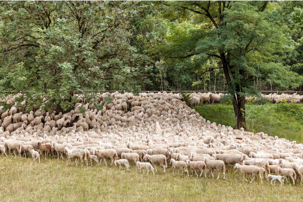 Qué es la trashumancia y sus beneficios