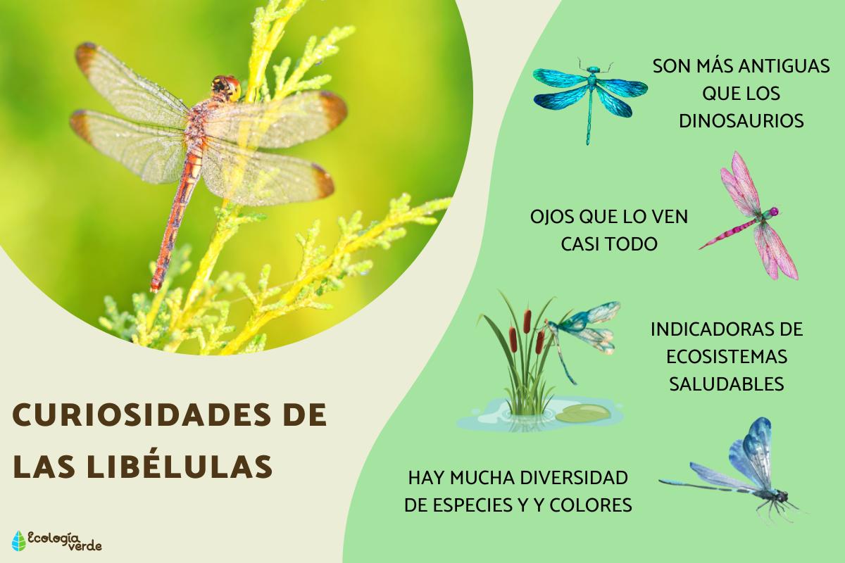 Curiosidades de las libélulas