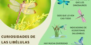Curiosidades de las libélulas