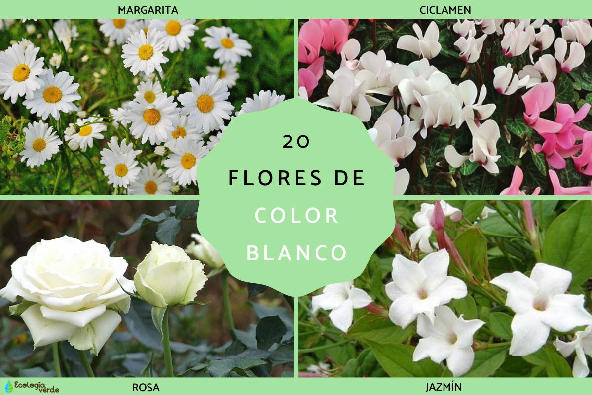 Flores blancas para jardín