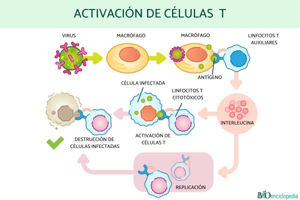 Sistema inmunitario: qué es, cómo funciona y enfermedades - Cómo funciona el sistema inmunitario 
