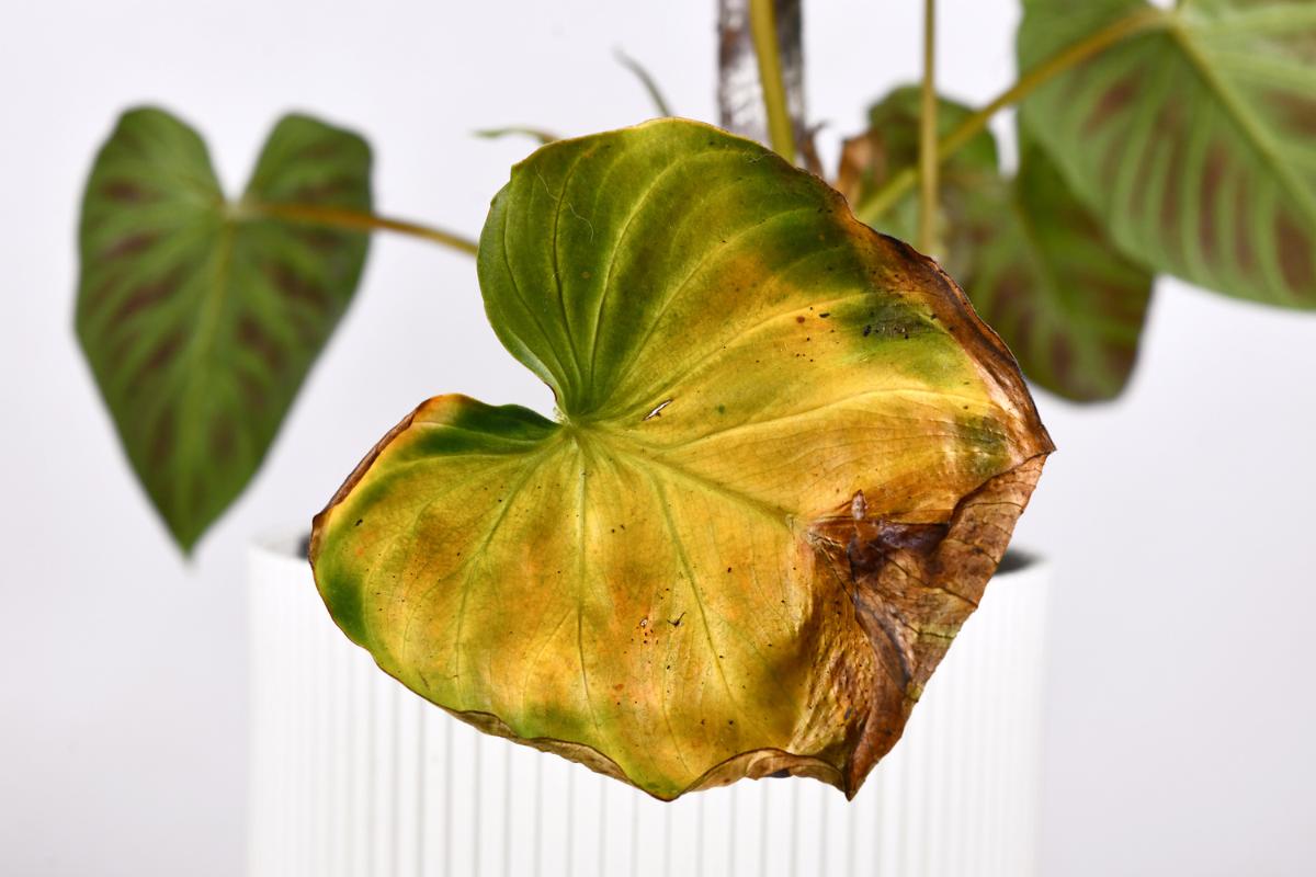 Hojas amarillas en las plantas: por qué y soluciones