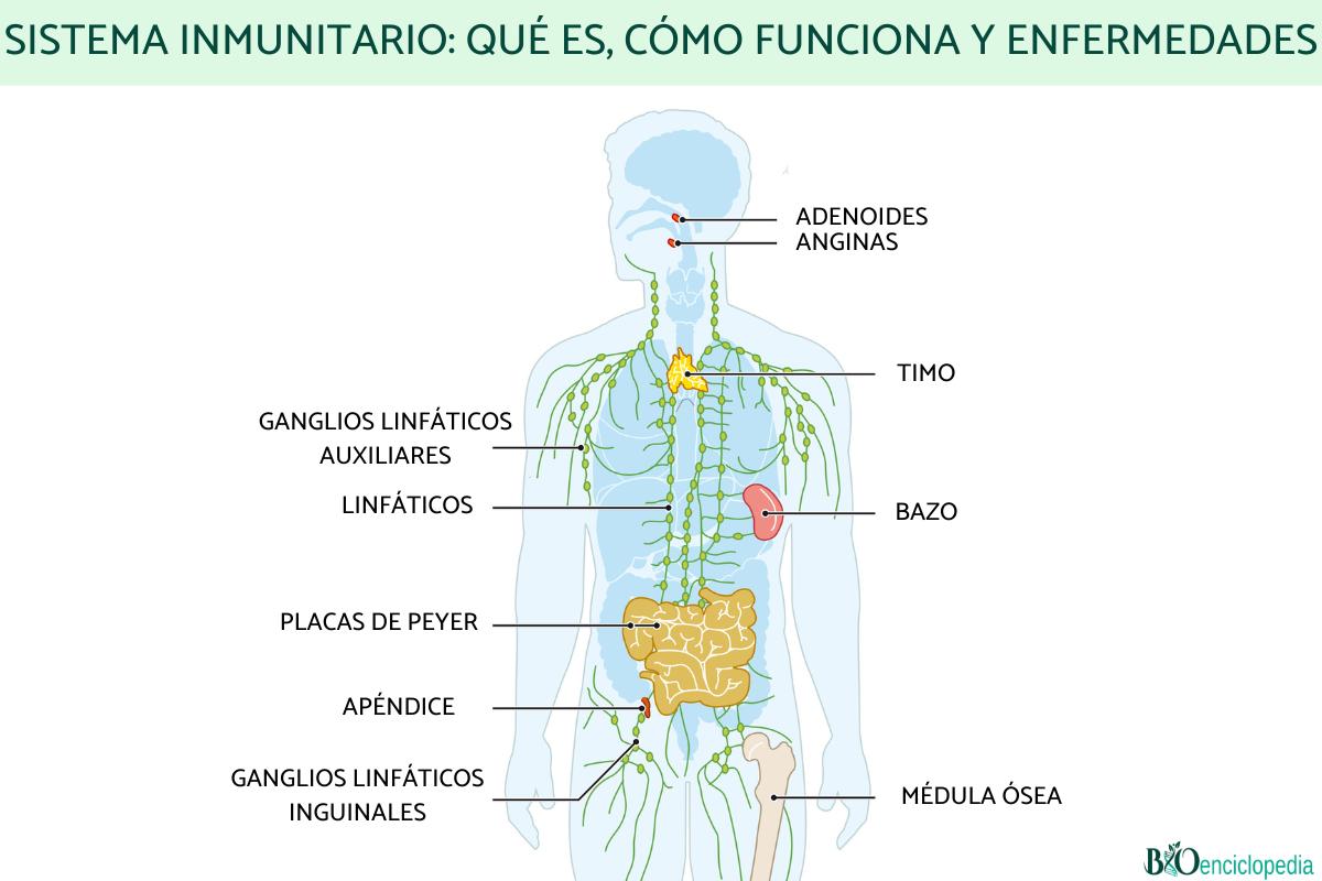 Sistema inmunitario: qué es, cómo funciona y enfermedades