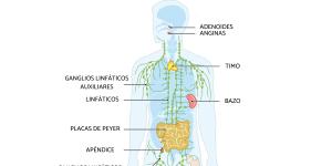 Sistema inmunitario: qué es, cómo funciona y enfermedades