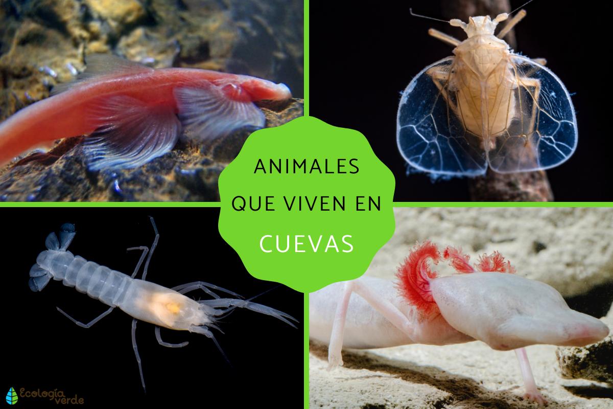 Animales que viven en cuevas
