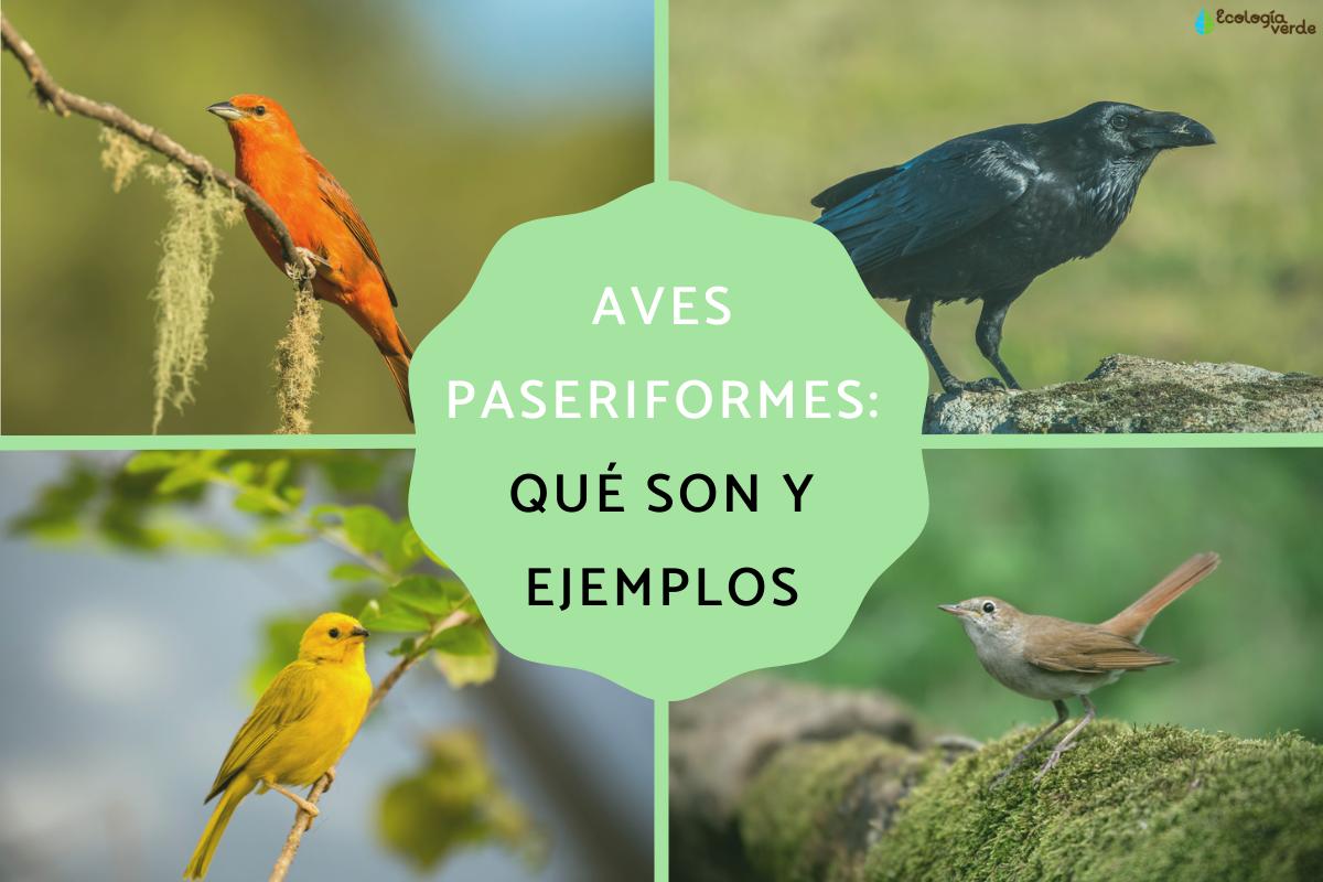 Aves paseriformes: qué son y ejemplos