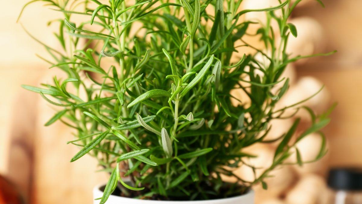 La planta medicinal que casi no necesita cuidados y crece en cualquier balcón