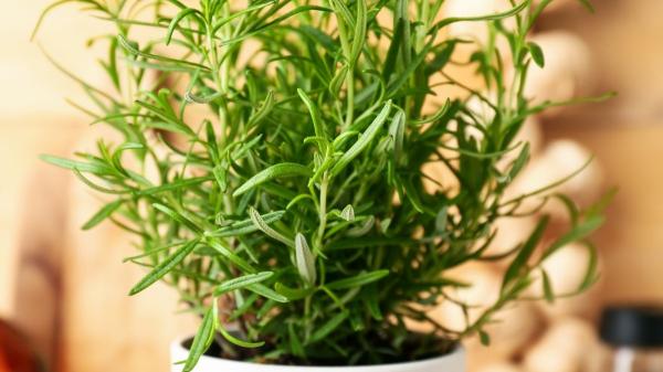 La planta medicinal que casi no necesita cuidados y crece en cualquier balcón