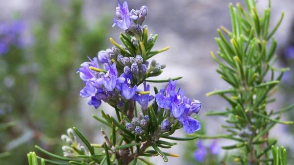 La planta medicinal que casi no necesita cuidados y crece en cualquier balcón - ¿Por qué el romero es tan especial? Es mucho más que una planta aromática