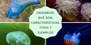 Cnidarios: qué son, características, tipos y ejemplos