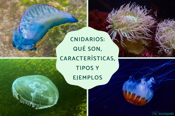 Cnidarios: qué son, características, tipos y ejemplos