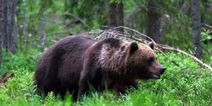 El oso pardo resurge en España: de estar al borde de la extinción a superar los 400 ejemplares