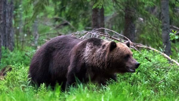 El oso pardo resurge en España: de estar al borde de la extinción a superar los 400 ejemplares