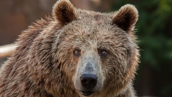El oso pardo resurge en España: de estar al borde de la extinción a superar los 400 ejemplares - El oso vuelve a conquistar territorio en España
