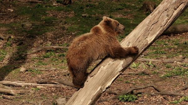 El oso pardo resurge en España: de estar al borde de la extinción a superar los 400 ejemplares - La recuperación del oso pardo en España: de estar al borde de desaparecer a multiplicarse