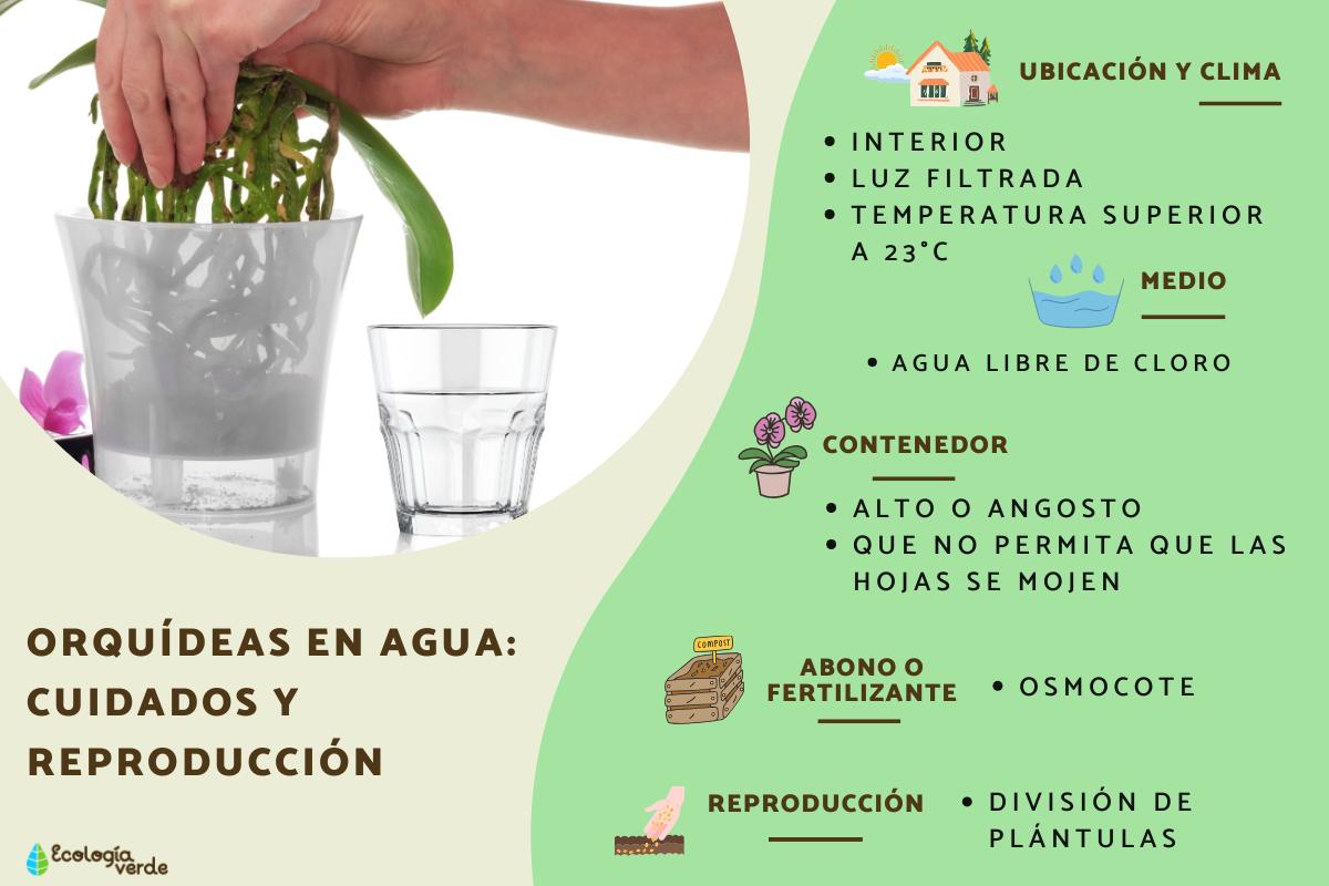Orquídeas en agua: cuidados y reproducción