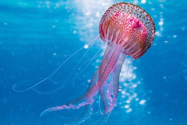 Cnidarios: qué son, características, tipos y ejemplos - Qué son los cnidarios 