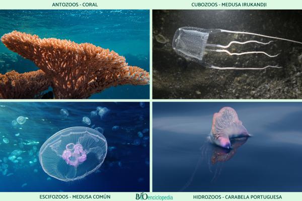 Cnidarios: qué son, características, tipos y ejemplos - Tipos de cnidarios 