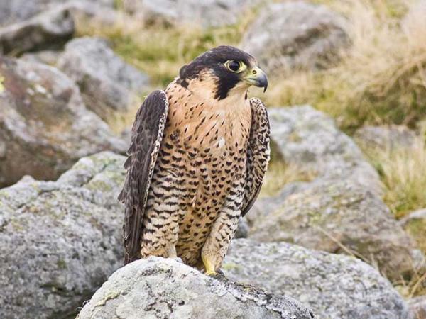 Halcón peregrino - Alimentación