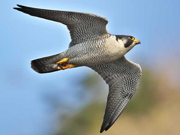 Halcón peregrino - Descripción