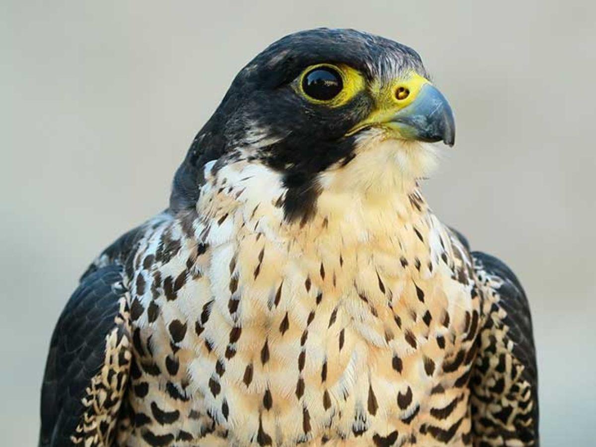 Halcón peregrino