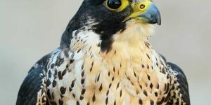 Halcón peregrino