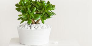 Los jardineros coinciden: "El truco para que florezca el árbol de jade está en el agua de arroz"