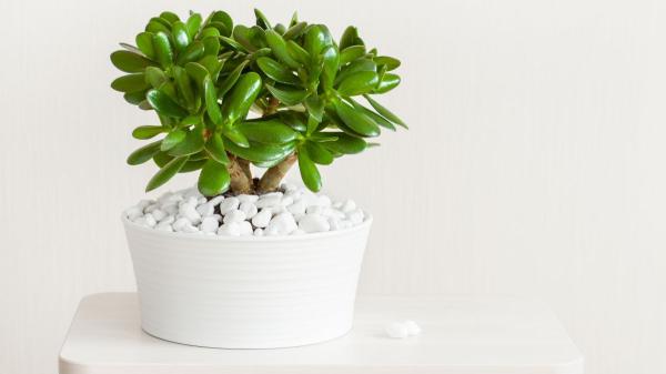 Los jardineros coinciden: "El truco para que florezca el árbol de jade está en el agua de arroz"