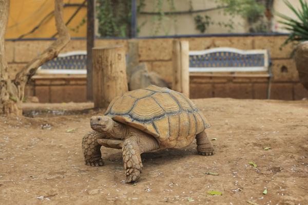 Tortuga sulcata - Características de la tortuga sulcata