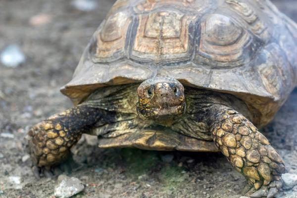 Tortuga sulcata - Comportamiento de la tortuga sulcata