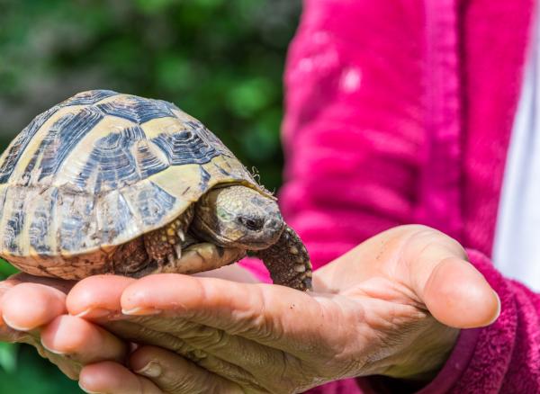 Tortuga sulcata - Reproducción de la tortuga sulcata